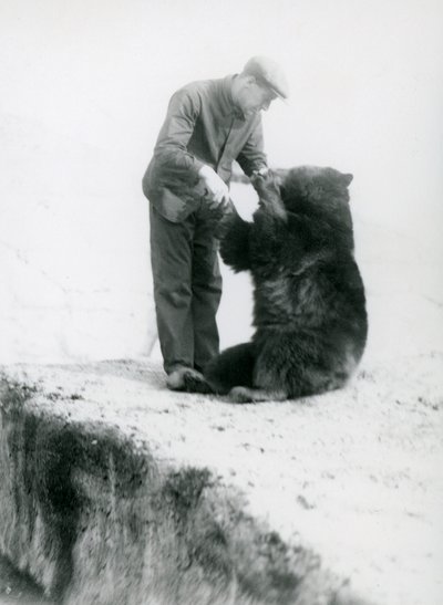 Wärter Charlie Philips hält Händchen mit einem sitzenden Schwarzbären im Londoner Zoo, vor 1930 (Schwarz-Weiß-Foto) von Frederick William Bond